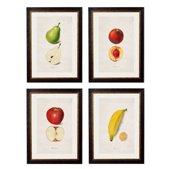 1886 'Studies of Fruit' Framed Print
