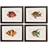 1785 Tropical Fish Framed Vintage Prints