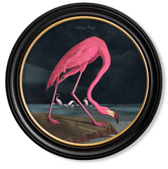 C.1838 Audubon's Dark Flamingo Vintage RoundFramed Print