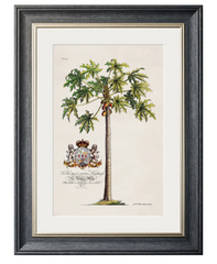 Studies of Palms with Aston Frame