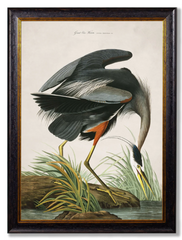 c.1838 Audubon's Great Blue Heron Vintage Framed Print