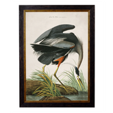c.1838 Audubon's Great Blue Heron Vintage Framed Print