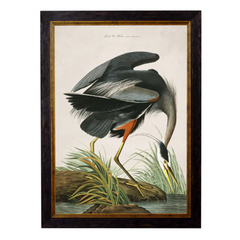 c.1838 Audubon's Great Blue Heron Vintage Framed Print