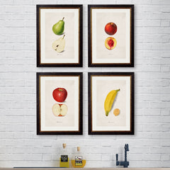 1886 'Studies of Fruit' Framed Print