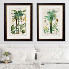 1877 Tropical Plant Used As Food & Clothing Framed Prints