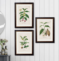 C.1877 Tea, Coffee and Chocolate Plants Framed Vintage Prints