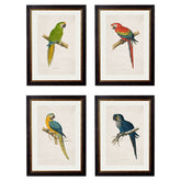 Macaw Bird Vintage Prints