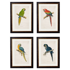 Macaw Bird Vintage Prints