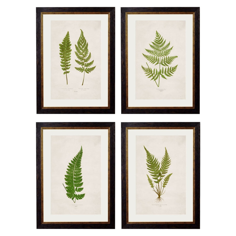 1864 British Fern Framed Prints