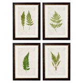 1864 British Fern Framed Prints