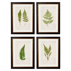 1864 British Fern Framed Prints