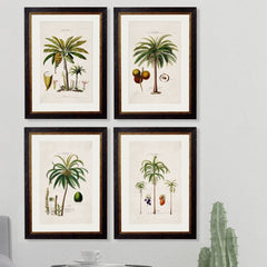 1843 American Palm Trees Framed Print