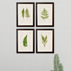 1864 British Fern Framed Prints