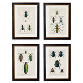 1836 Study of Beetles Framed Vintage Prints