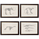 1870 Anatomical Skeletons Framed Vintage Prints