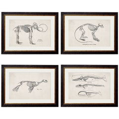 1870 Anatomical Skeletons Framed Vintage Prints