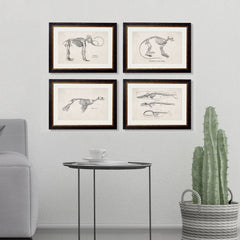 1870 Anatomical Skeletons Framed Print