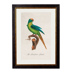 C.1884 Collection of Vintage Parrot Framed Prints