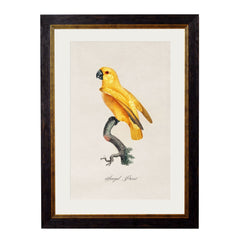 C.1884 Collection of Vintage Parrot Framed Prints