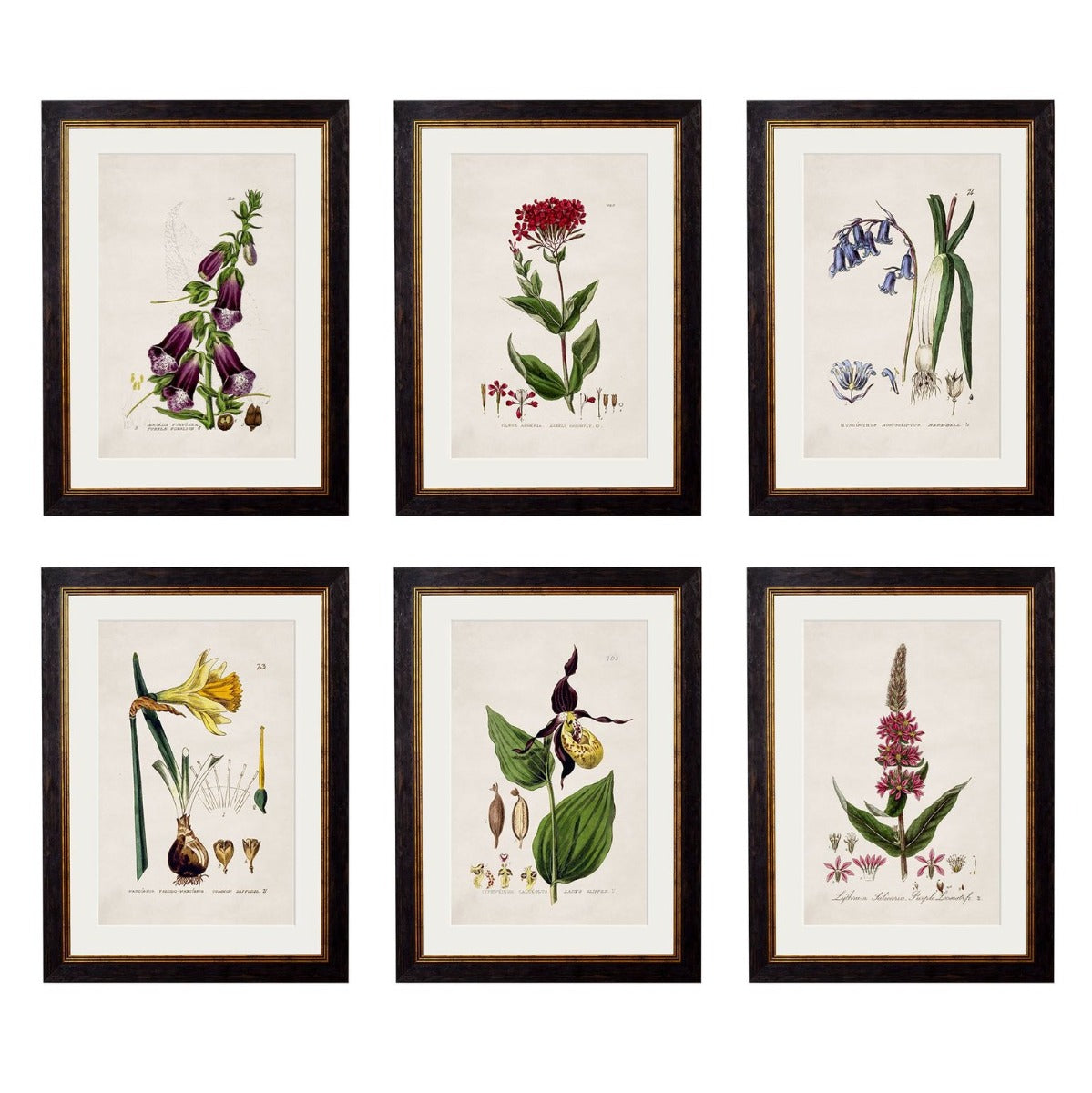 C.1837 British Flowering Plants Vintage Prints