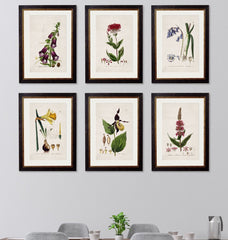 C.1837 British Flowering Plants Vintage Framed Prints