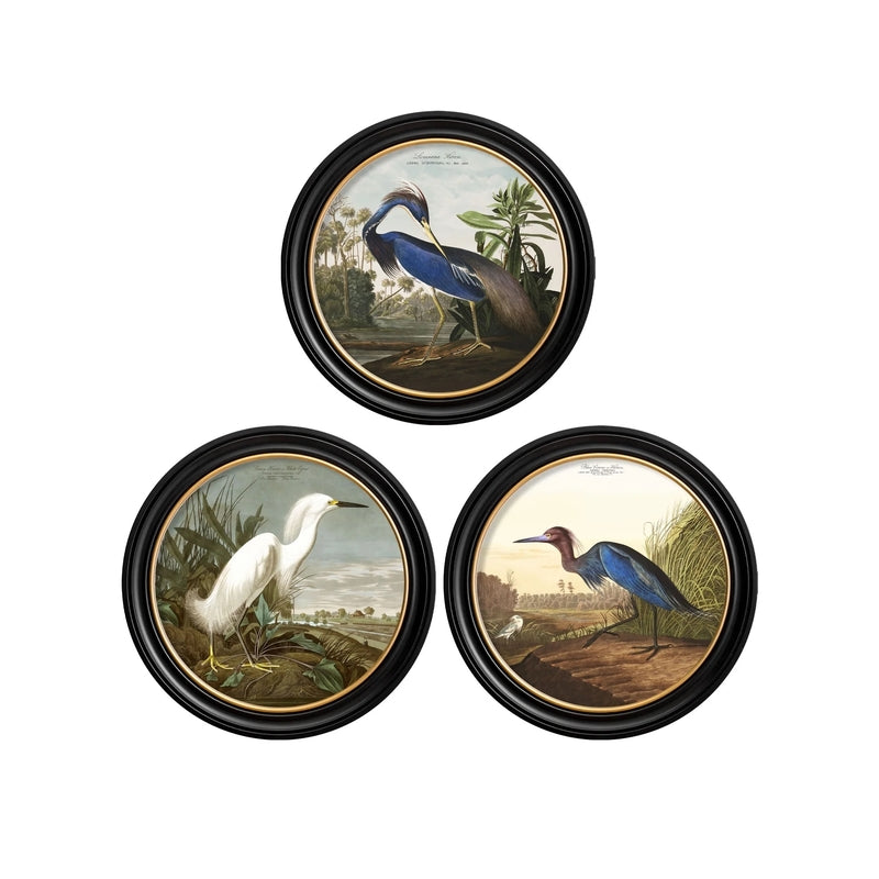 C.1838 Audubon's Birds of America- Heron's- Round Frame Media 2 of 8