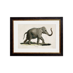 C.1846 Indian Elephant Vintage Framed Prints