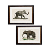 C.1846 Indian Elephant Vintage Framed Prints