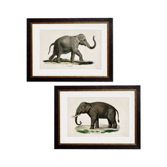 C.1846 Indian Elephant Vintage Framed Prints