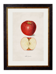 1886 'Studies of Fruit' Framed Print