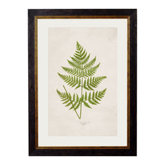 1864 British Fern Framed Prints