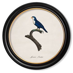 C.1884 W.T. Greene Vintage Parrot Prints Round Frame