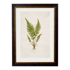 1864 British Fern Framed Prints