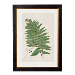 C.1831 Collection of Fern Vintage Framed Prints