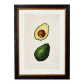 1886 Avocado Study Framed Print