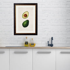 1886 Avocado Study Framed Print