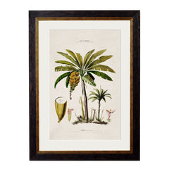 1843 American Palm Trees Framed Print