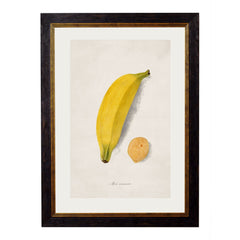 1886 'Studies of Fruit' Framed Print