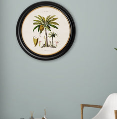 C.1843 Banana Palm Plant Vintage Print with Round Frame