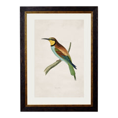 C. 1870 British Birds Vintage Framed Prints