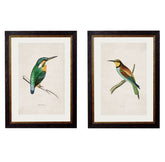 C. 1870 Colourful British Birds Vintage Prints
