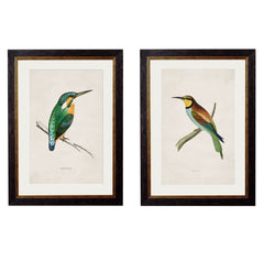 C. 1870 Colourful British Birds Vintage Prints