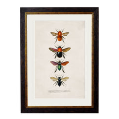 1892 'Bees and Wasps' Framed Print