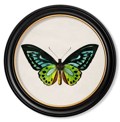 C.1836 Tropical Butterfly Vintage Prints with Round Frame