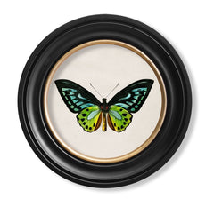 C.1836 Tropical Butterfly Vintage Prints with Round Frame