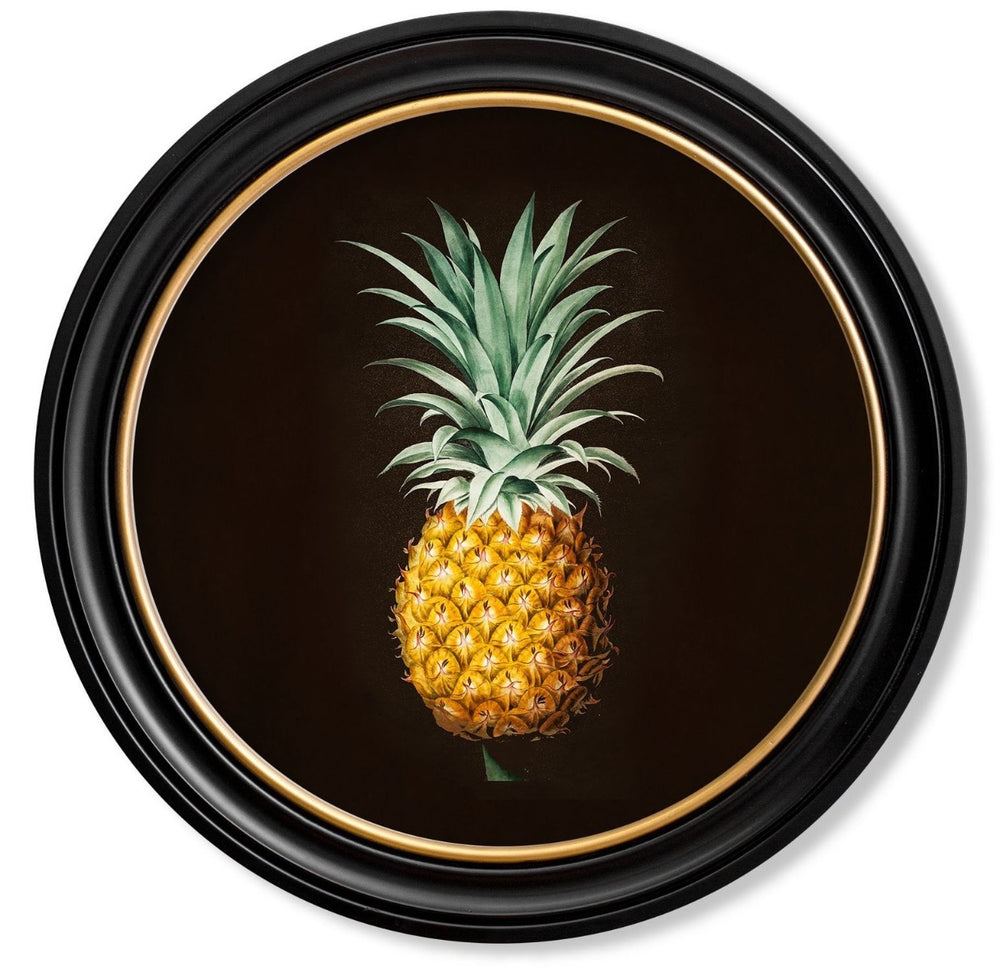 C.1812 Vintage Pineapple Study with Round Frame