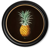 C.1812 Vintage Pineapple Study with Round Frame