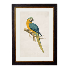 C. 1884 Macaw's Vintage Framed Prints