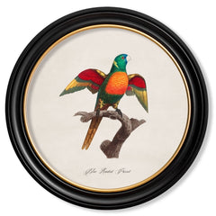 C.1884 Parrot Vintage Prints with Round Frame