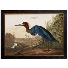 C.1838 Audubon's Herons Vintage Framed Prints